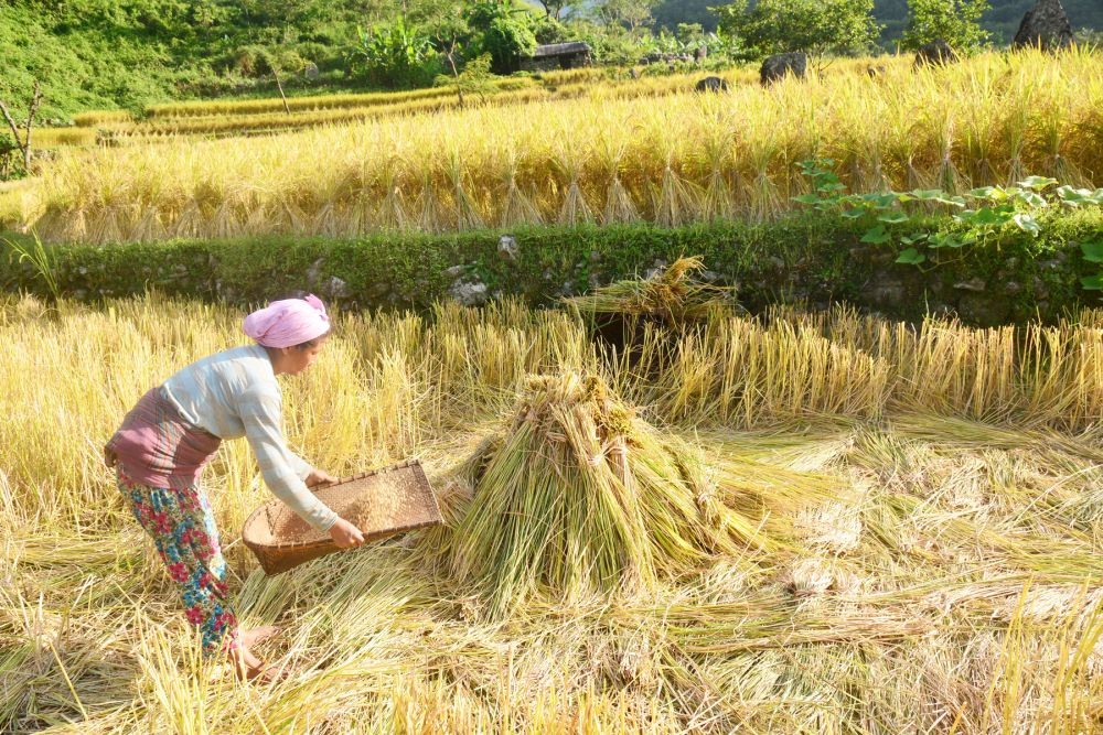 Agriculture, horticulture and farming have become a big challenge today due to climate change, high labour cost and population explosion, shrinking the availability of land. (Morung File Photo)